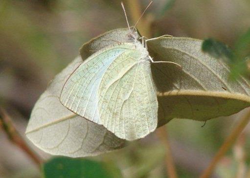 Catopsilia pyranthe
