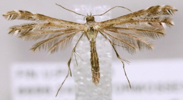 Buckleria paludum