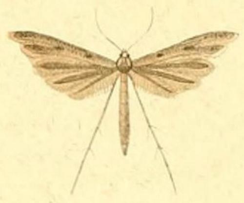 Stenoptilia zophodactyla