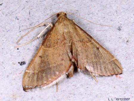 Endosimilis stilbealis