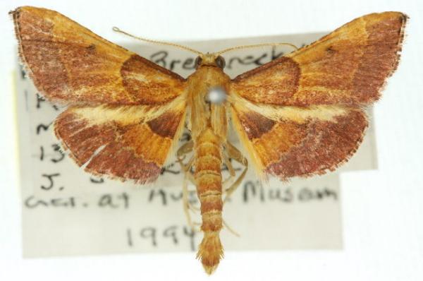 Endosimilis stilbealis