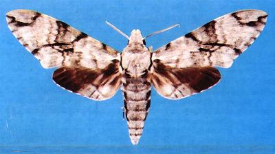 Psilogramma argos