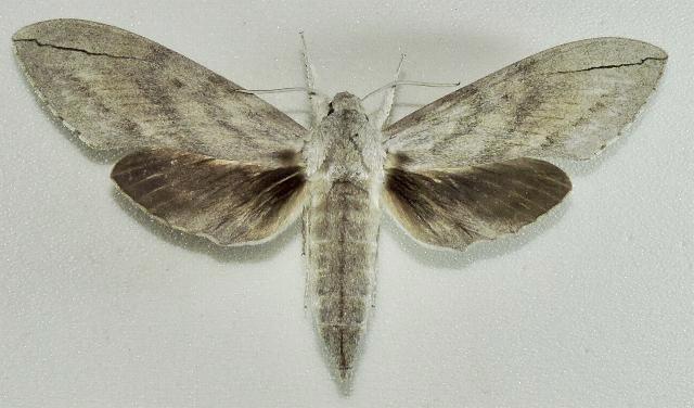 Leucomonia bethia