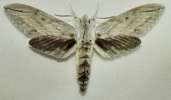 Leucomonia bethia
