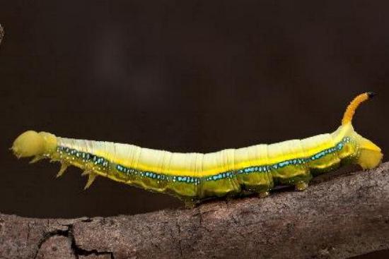 Daphnis placida