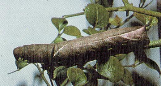 Nephele subvaria