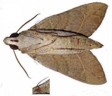 Nephele subvaria