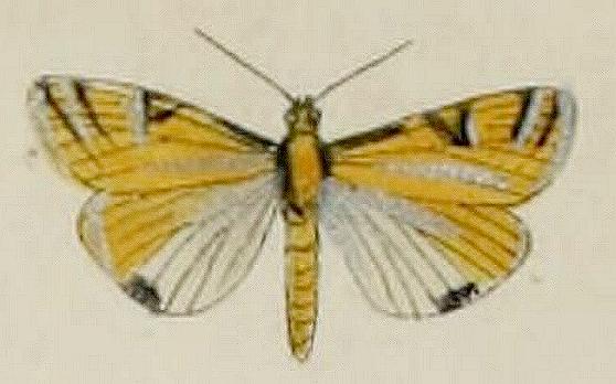 Talanga sexpunctalis
