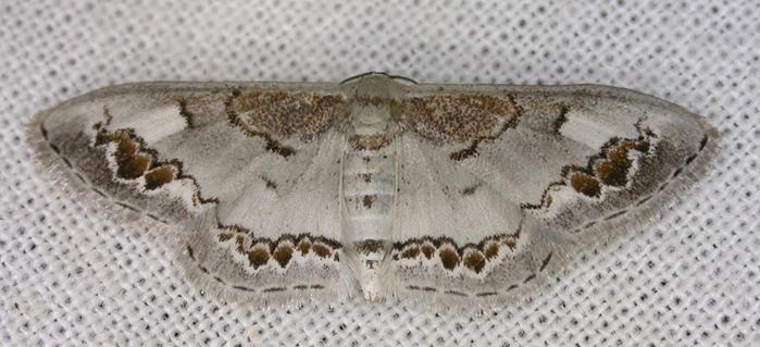 Dithalama cosmospila