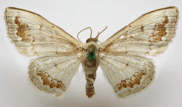 Dithalama cosmospila