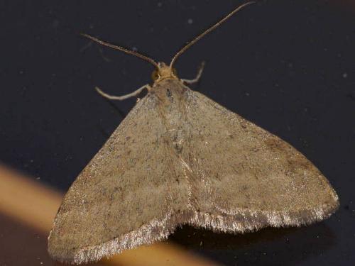 Scopula lydia