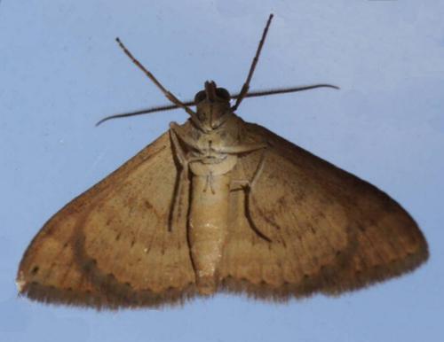 Scopula lydia