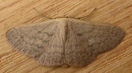 Scopula optivata