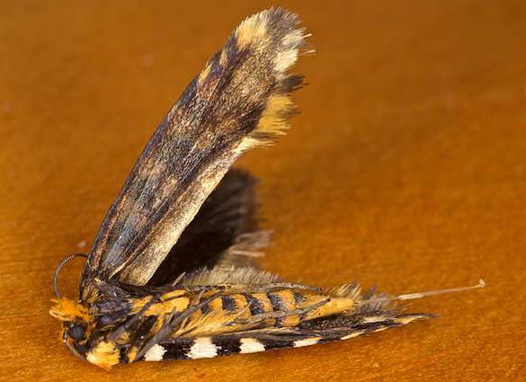 Moerarchis australasiella
