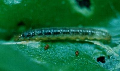 Sobriana mnemosynana