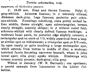 Subfurcatana schematica