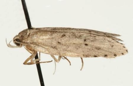 Stictochila delosticta