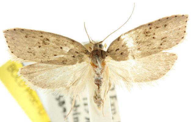 Stictochila delosticta