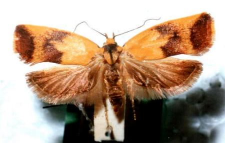 Ageletha hemiteles