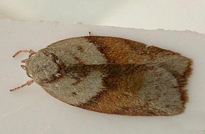 Euchaetis iozona