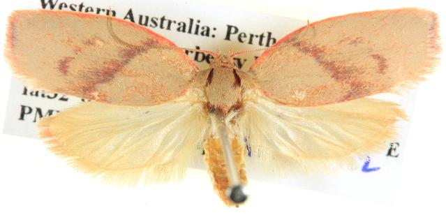 Euchaetis iozona