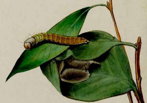 Wingia lambertella