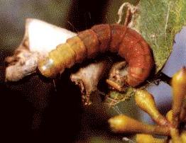 Wingia lambertella
