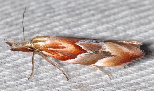 Deigmoesta lithocosma