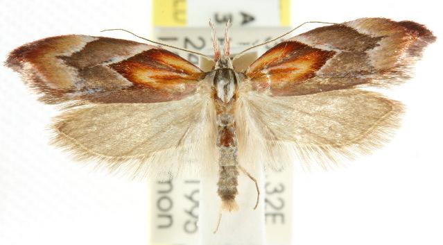 Deigmoesta lithocosma