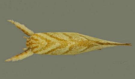 Lepidotarsa pentascia