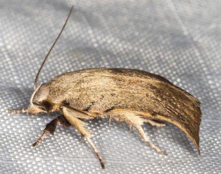 Tortricopsis pyroptis