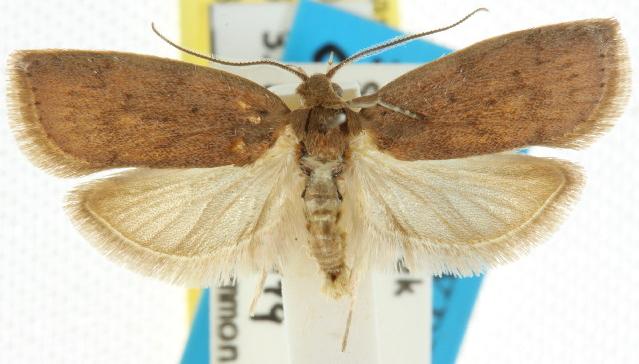 Hadrocheta syncarpica