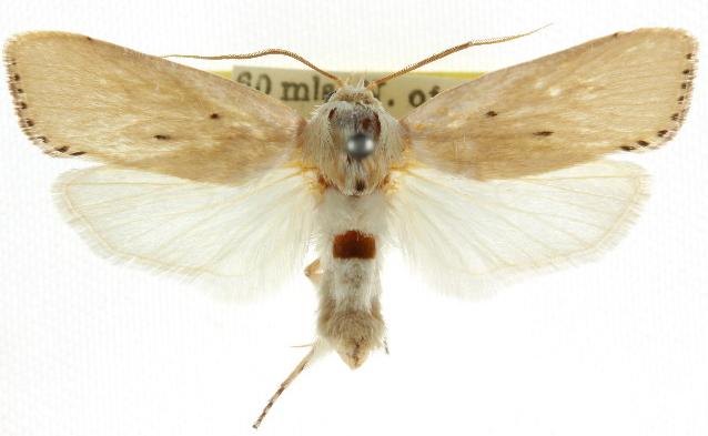 Cryptophasa aglaodes