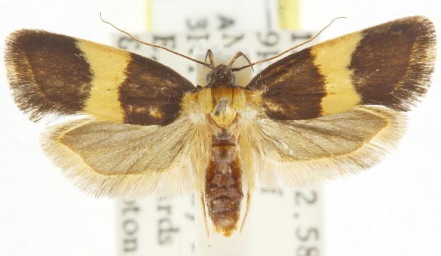 Telecrates basileia