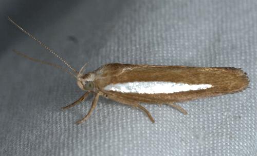 Copidoris dimorpha