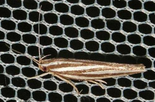 Catoryctis eugramma