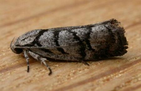 Lichenaula onychodes