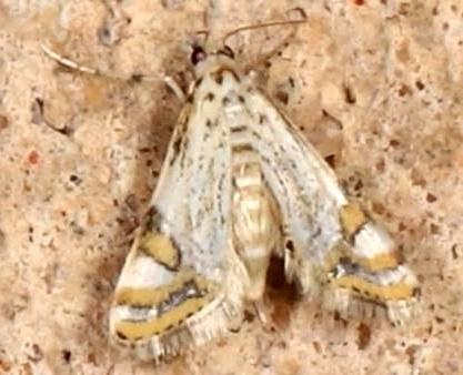 Eoophyla argyrilinale