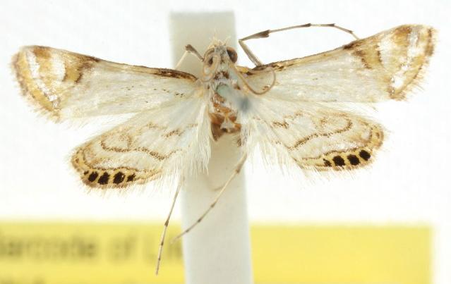 Eoophyla argyrilinale