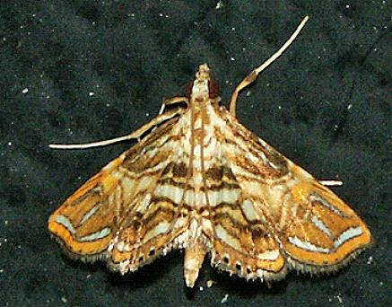 Ambia eromenalis