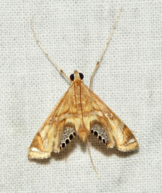 Margarosticha euprepialis