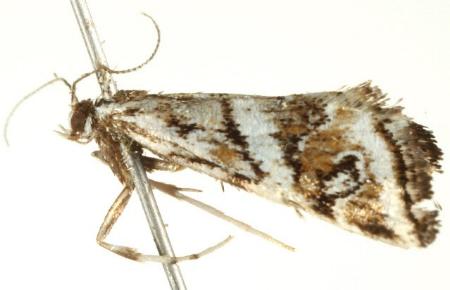 Cataclysta psathyrodes
