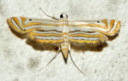 Parapoynx villidalis