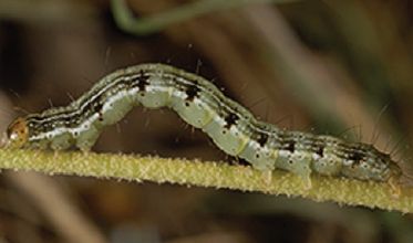 Amyna axis
