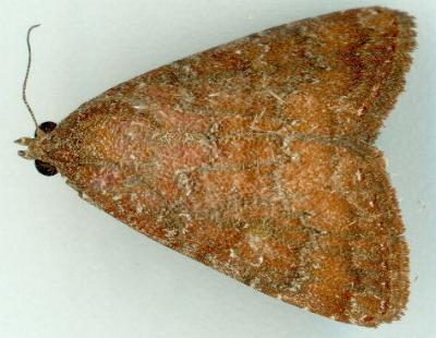 Amyna axis