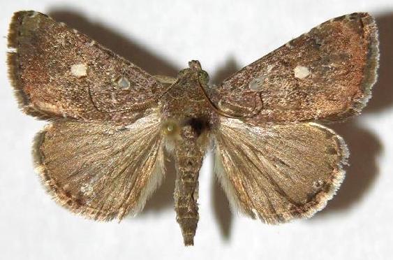 Amyna axis