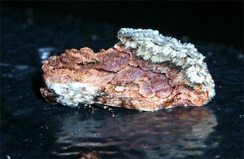 Parerastria castaneata