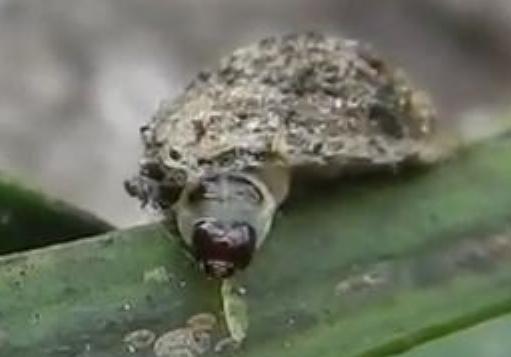 Mataeomera coccophaga