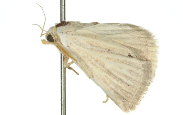 Microedma extorris