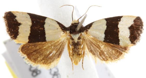 Micrapatetis leucozona